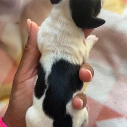 Rumi - Piebald female Dachshund puppy in Orem, Utah from Miekca’s Dachshunds