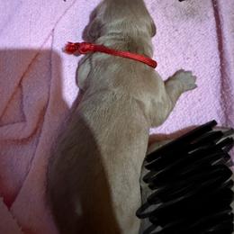 Golden Retriever Puppies from St. Paul Goldens
