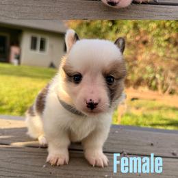 Girl 4 - Sable female Pembroke Welsh Corgi puppy in Snelling, California from A/L Corgi Canines