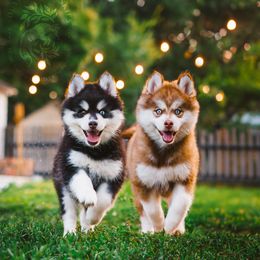 Pomsky Puppies from Southpaw Pomskies