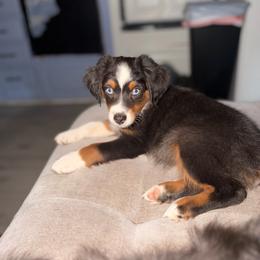Griffin - Blue merle male Miniature Australian Shepherd puppy in Greensboro, North Carolina from Rambling L Toy& Mini Aussies