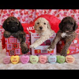 Goldendoodle puppies from Golden Breeds