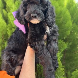 Coraline - Black female Goldendoodle puppy in Miami Dade County, Florida from Doodle Lovers