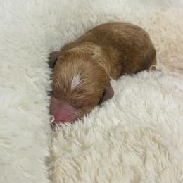 Goldendoodle Puppies from Graystone Doodles