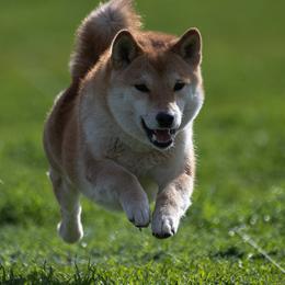 Kirii - Shiba Inu