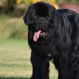 Newfoundlands from Bydand Newfoundlands