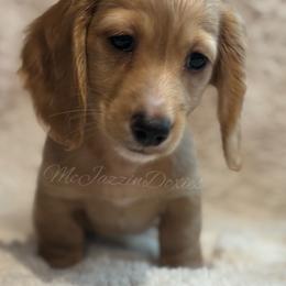 Boy 3 - Cream male Dachshund puppy in Chehalis, Washington from McJazzin Doxies