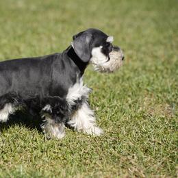 Miniature Schnauzer Puppies from Snowflake Schnauzers
