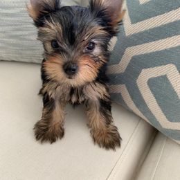 Biewer Terrier and Yorkshire Terrier Puppies from Niczarbiewers