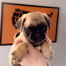 Kaylyn - Pink collar - Fawn female Pug puppy in Hereford, Arizona from Broken Road Ranch Pugs