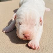 Clyde - White male Dogo Argentino puppy in Guilford County, North Carolina from Explicit Kennel