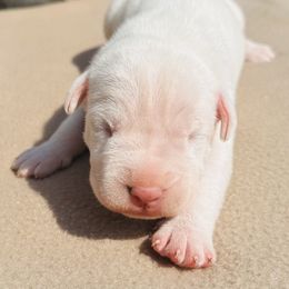 Clyde - White male Dogo Argentino puppy in Guilford County, North Carolina from Explicit Kennel