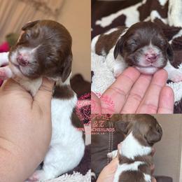 Steve - Brindle male Dachshund puppy in Hornbeck, Louisiana from A&Z Mini Dachshunds