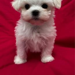 Bella Dolce 4 - White female Maltese puppy in Phoenix, Arizona from Bella Dolce Maltese