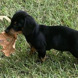 Dachshunds from Lawsons Dachshunds
