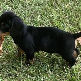 Dachshunds from Lawsons Dachshunds