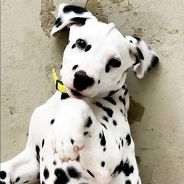 Chihuahuas and Dalmatians from Kassafina Kennel