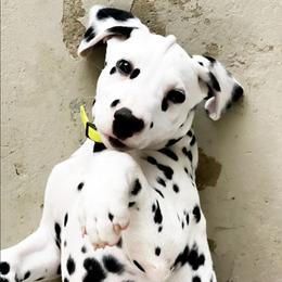 Chihuahuas and Dalmatians from Kassafina Kennel