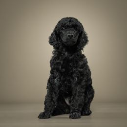 Poodle Puppies from Firefly Farm Poodles