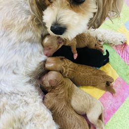 Cavachon Puppies from Liberty Pups