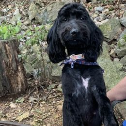 Ellie Mae - Goldendoodle