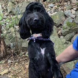 Ellie Mae - Goldendoodle
