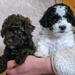 Poodle puppies from Country Cottage Poodles