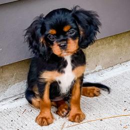 Cavalier King Charles Spaniels from MagPie Cavaliers