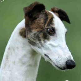 Greyhounds and Salukis from Hounds of Wynsyr