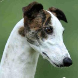 Greyhounds and Salukis from Hounds of Wynsyr