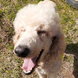 Goldendoodles and Poodles from Harpers Doodles and Poodles
