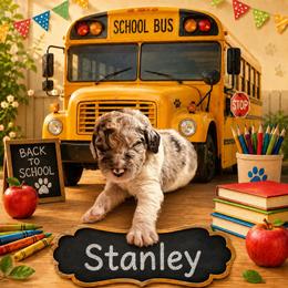 Stanley - Merle male Bernedoodle puppy in Julian, Pennsylvania from Happy Valley Doodles
