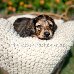 Poppy - Red female Dachshund puppy in Madison, North Carolina from Dan River Dachshunds
