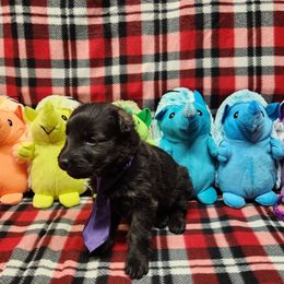 Purple collar - Sable female German Shepherd puppy in Ramsey, Illinois from Haus-Farr German Shepherds