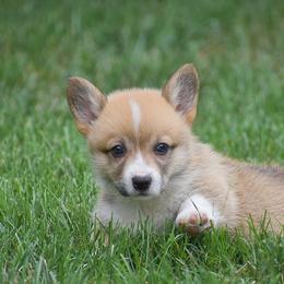 Goldie - Red female Pembroke Welsh Corgi puppy in Lititz, Pennsylvania from GoldStar Corgis (License Number 18519)
