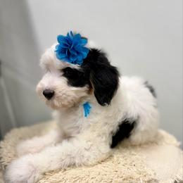 Christmas Vacation - Tri-color female Bernedoodle puppy in Hegins, Pennsylvania from Bubbling Springs Doodles, LLC