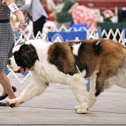 Oslo - Saint Bernard