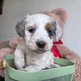 Wanda - Merle female Bernedoodle puppy in Blackfoot, Idaho from Draper Mountain Doodles