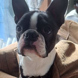 Roo - Boston Terrier