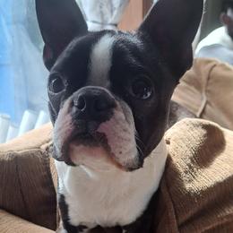 Roo - Boston Terrier