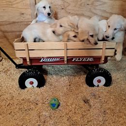Golden Retriever Puppies from David Cearlock's Golden Retrievers