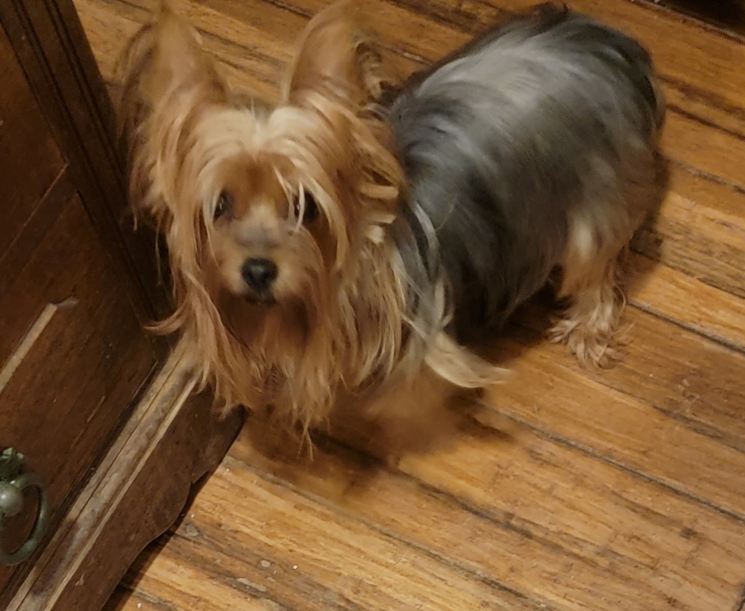 Foxy - Yorkshire Terrier