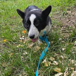 Girl 2 - Black and white female Cardigan Welsh Corgi puppy in Natchitoches. La, Louisiana from Bleu Bayou Corgis