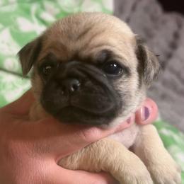 Daphne - Fawn female Pug puppy in Morgantown, West Virginia from Groovy Pugs