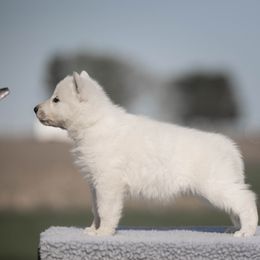 Sunnie - White female Berger Blanc Suisse puppy in Chestnut, Illinois from Fireside Fernweh