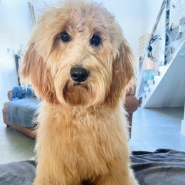 Presley - Goldendoodle