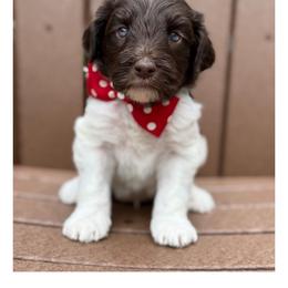 Mister Red - Chocolate male Australian Labradoodle puppy in Wake Forest, North Carolina from Lucky Country Labradoodles
