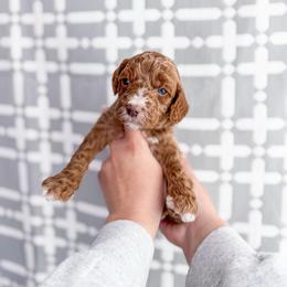Gabriel - Red  male Goldendoodle puppy in Greencastle, Indiana from Willow & Co.
