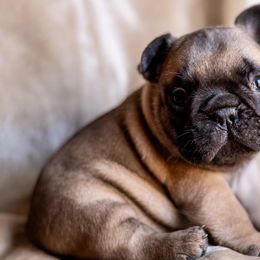 Fawn Boy - Fawn French Bulldog puppy in La Grange, California from Top Hat Ranch