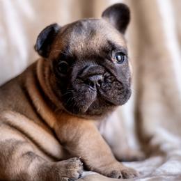 Fawn Boy - Fawn French Bulldog puppy in La Grange, California from Top Hat Ranch